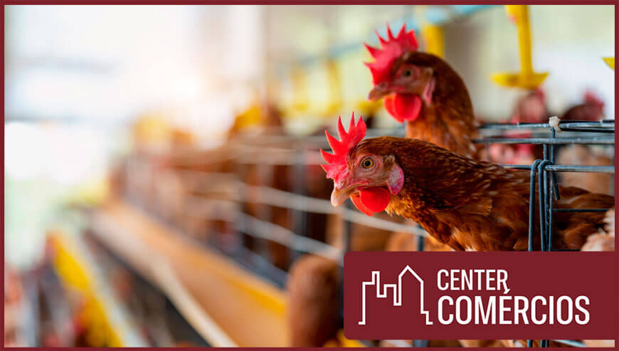 GRANJA DE FRANGOS A VENDA