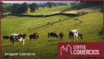 FAZENDA A VENDA